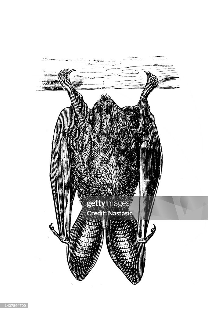 Plecotus auritus (Brown Big-eared Bat, Brown Long-eared Bat)