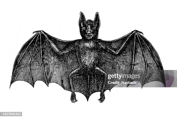 vampire bat - bat animal stock illustrations