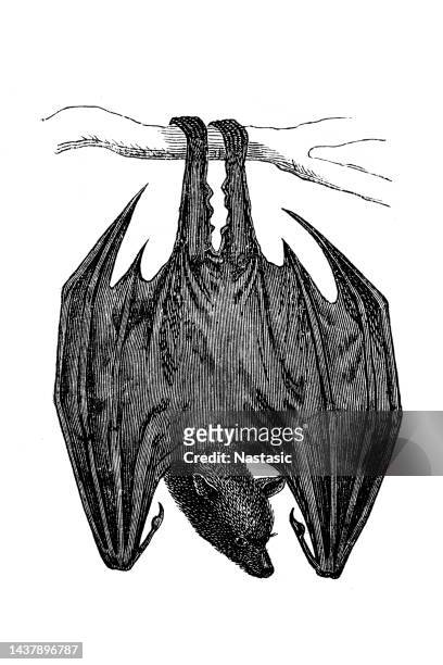 pteropus vampyrus (flying dog) is a species of bats in the family old world fruit bats - bat stock illustrations
