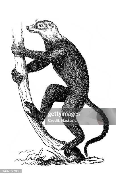 ring-tailed lemur (lemur catta) - ring tailed lemur stock illustrations