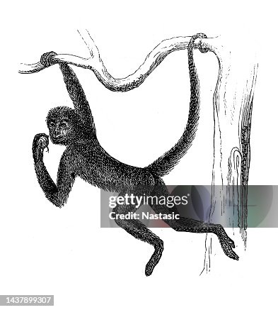 Spider monkey (Ateles paniscus) Spider monkey (Ateles paniscus)