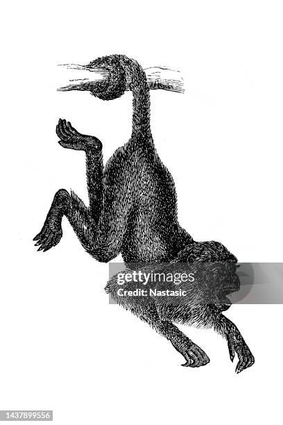 ursine howler monkey (mycetes ursinus) - monkey tail stock illustrations