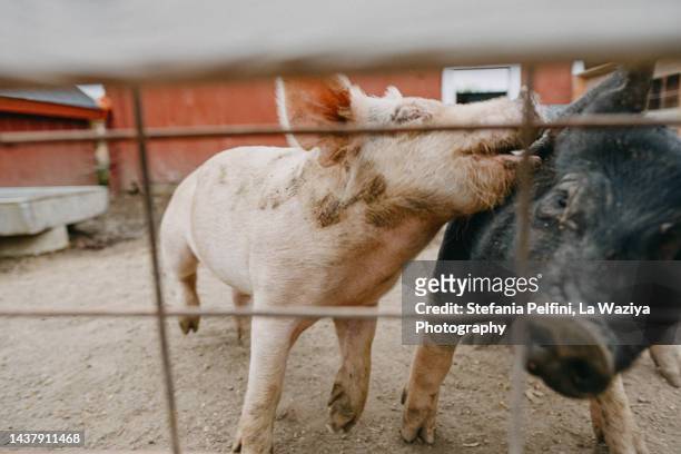 pink and black pigs playing - meat forbidden stock pictures, royalty-free photos & images