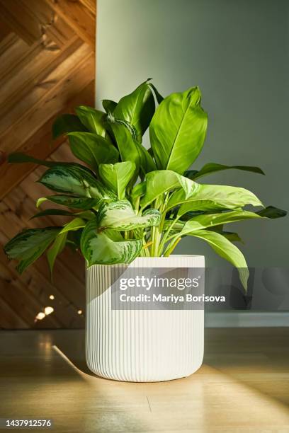 a large white floor planter in the interior. - pot plants stockfoto's en -beelden