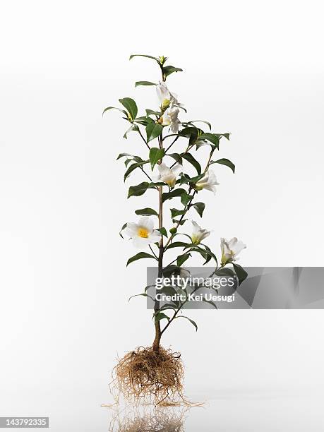Flower Pattern With Roots 20,239 Flowers With Roots Stock Photos, High-Res Pictures, and Images ...