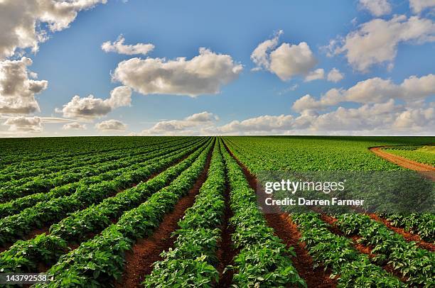 potato field with cloudy sky - patata cruda foto e immagini stock