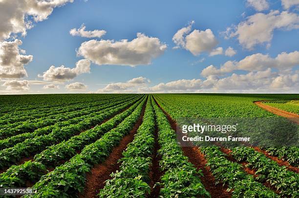 potato field with cloudy sky - rå potatis bildbanksfoton och bilder