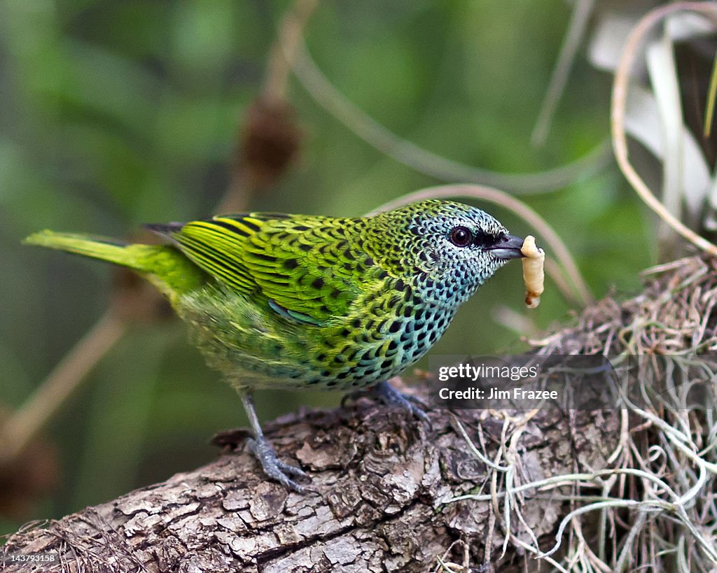 Spotted Tanager