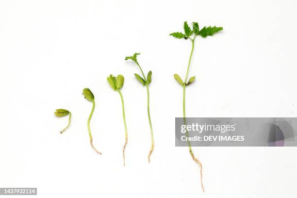 27,798 New Roots Stock Photos, High-Res Pictures, and Images - Getty Images