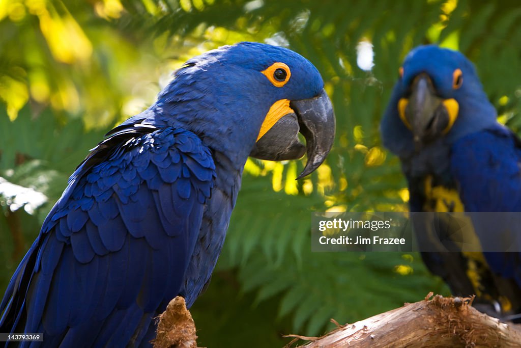 Hyacinth macaws