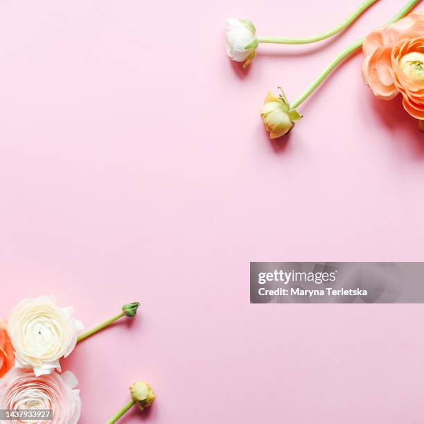 flat lay made of beautiful flowers on a pink background. part of the bouquet. fresh buttercups and tulips. pink background. happy easter. international women's day. mothers day. hello spring. valentine's day. festive background. floral background. beautif - ranunculus bildbanksfoton och bilder