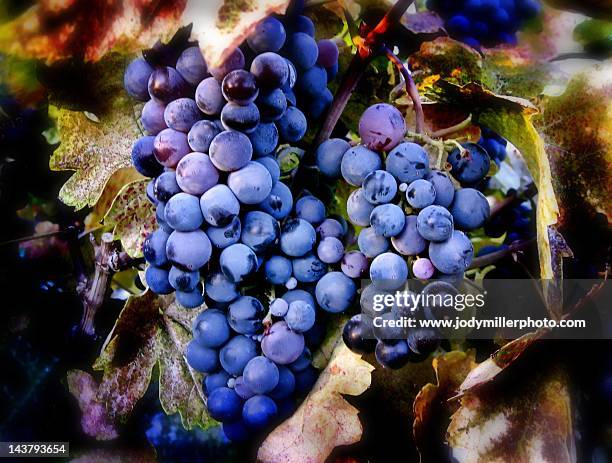 merlot grapes - vineyard southern california stock-fotos und bilder