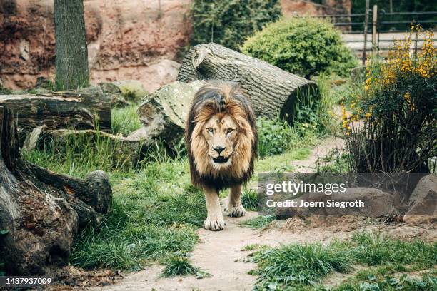 lion in the zoo - safari park stockfoto's en -beelden