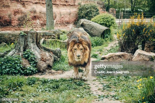 lion in the zoo - safari park stock-fotos und bilder