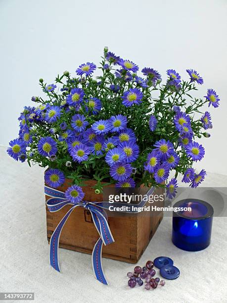 blue asters in vintage wooden box - ingrid henningsson stock pictures, royalty-free photos & images