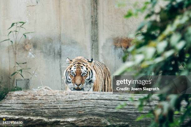 tigers in the zoo - safari park stockfoto's en -beelden