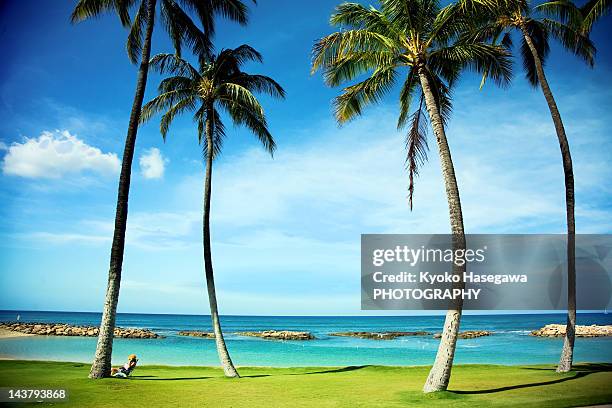 palm trees on beach - ハワイ ストックフォトと画像