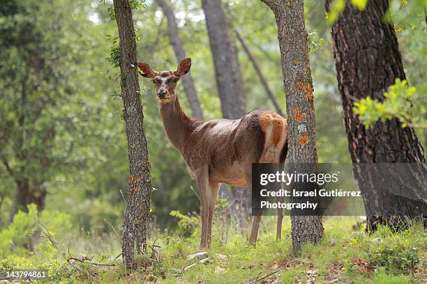deer - cazorla stock pictures, royalty-free photos & images