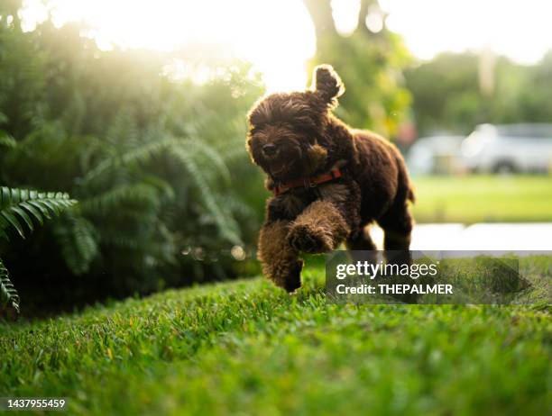 australian labradoodle running fast in the front yard - labradoodle stock pictures, royalty-free photos & images