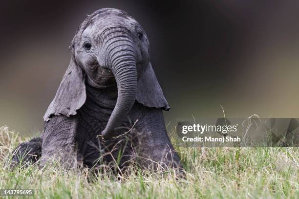 elephant baby playing - elefanten stock-fotos und bilder