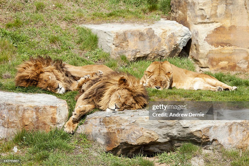 Sleeping Lions