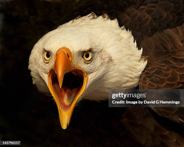 bald eagle cry - crying eagle stock pictures, royalty-free photos & images