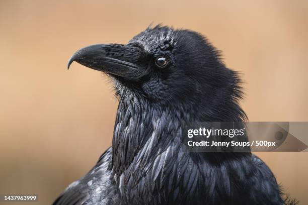 crow friend near lake in grand tetons,grand teton national park,wyoming,united states,usa - crow stockfoto's en -beelden