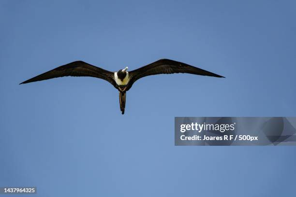 low angle view of frigate flying against clear blue sky,garopaba,state of santa catarina,brazil - animais 個照片及圖片檔