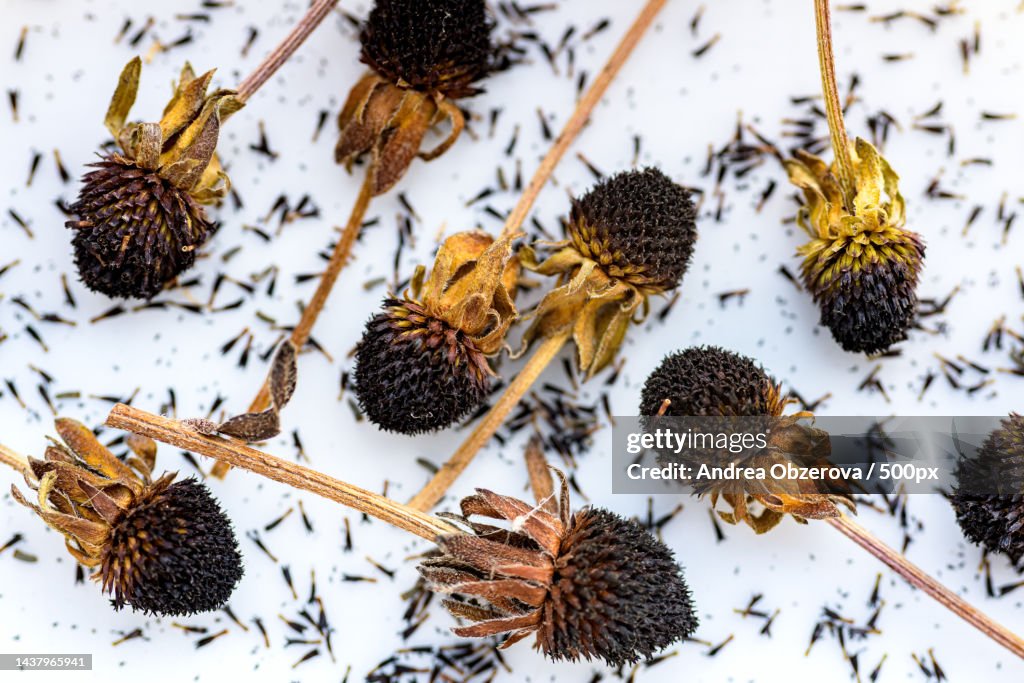 Dried rudbeckia flower heads Collecting seeds for propagation Gardening background,Slovakia