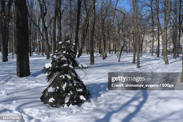 trees on snow covered field,nizhny novgorod,nizhny novgorod oblast,russia - nizhny novgorod oblast stock-fotos und bilder