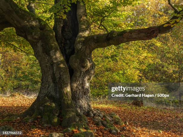 trees in forest during autumn,germany - beech trees stock-fotos und bilder