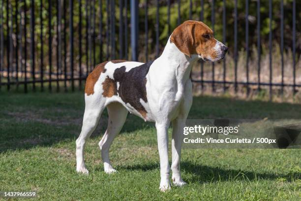 side view of hound standing on field,texas,united states,usa - foxhound anglais photos et images de collection