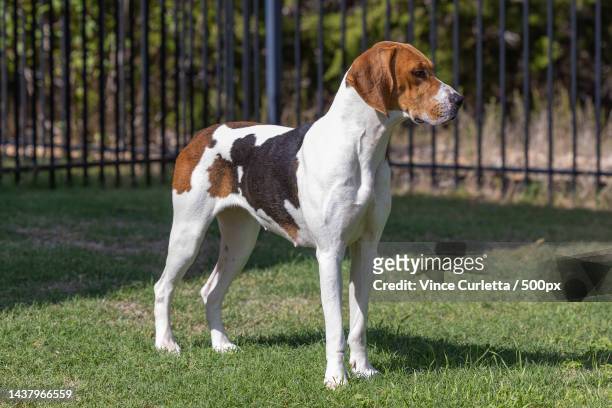 side view of hound standing on field,texas,united states,usa - american foxhound stockfoto's en -beelden