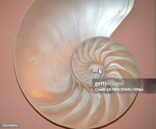 Golden Ratio Shell Example 75 Golden Ratio Shell Stock Photos, High-Res Pictures, and Images ...