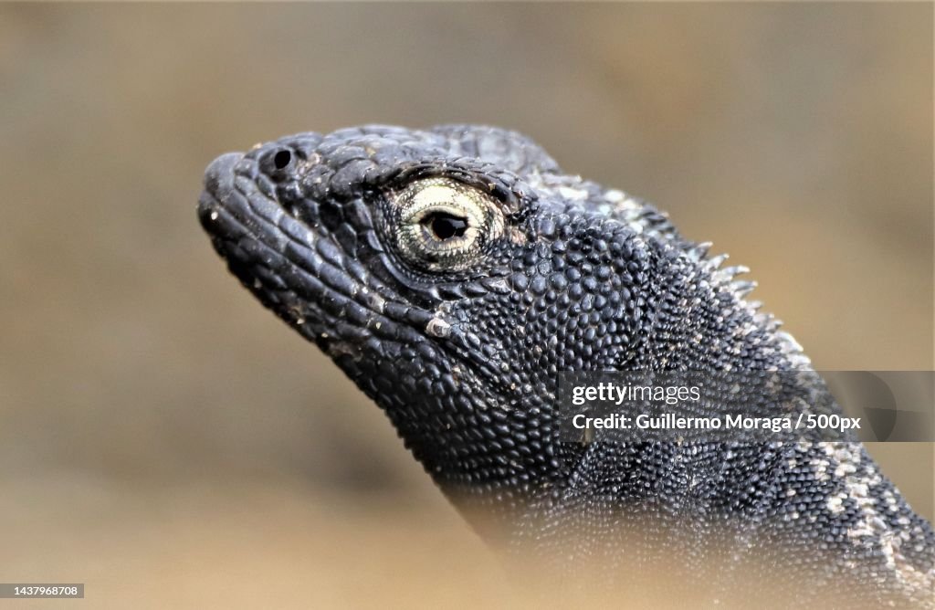 Close-up of iguana