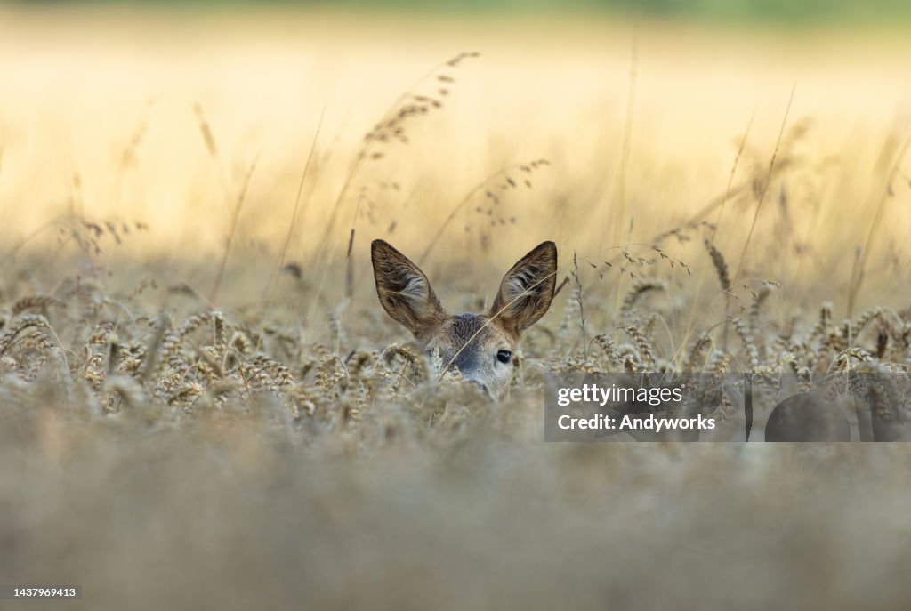 Female roe deer (Capreolus capreolus)