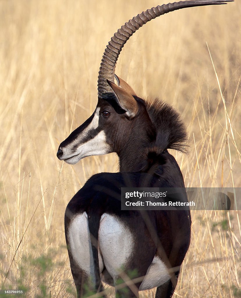 Sable Body Sable Antelope High-Res Stock Photo - Getty Images