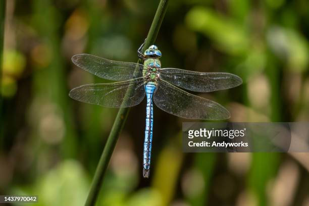 emperor dragonfly or blue emperor (anax imperator) - anax imperator stockfoto's en -beelden