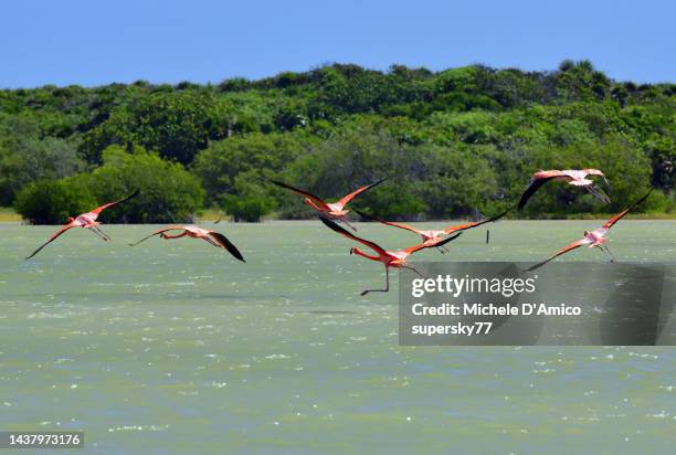 american flamingo (phoenicopterus ruber) flying over green salty waters - pedernales stock pictures, royalty-free photos & images