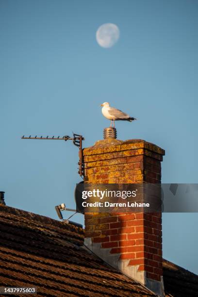 seagull on a chimney and full moon - rooftop tv antenna stock pictures, royalty-free photos & images