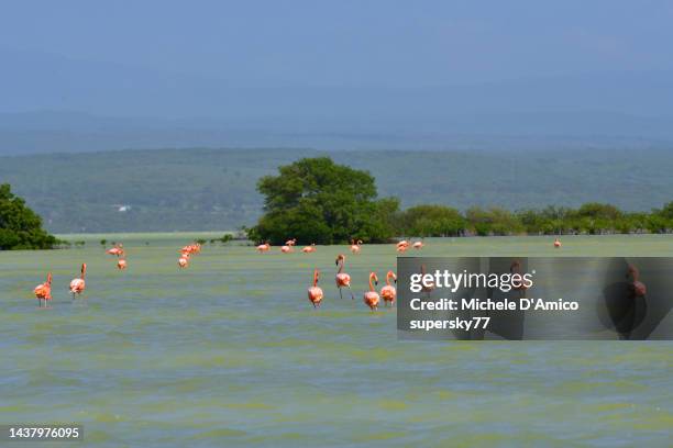 american flamingo (phoenicopterus ruber) in green salty waters - pedernales stock pictures, royalty-free photos & images