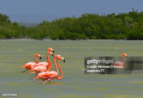 american flamingo (phoenicopterus ruber) in green salty waters - pedernales stock pictures, royalty-free photos & images