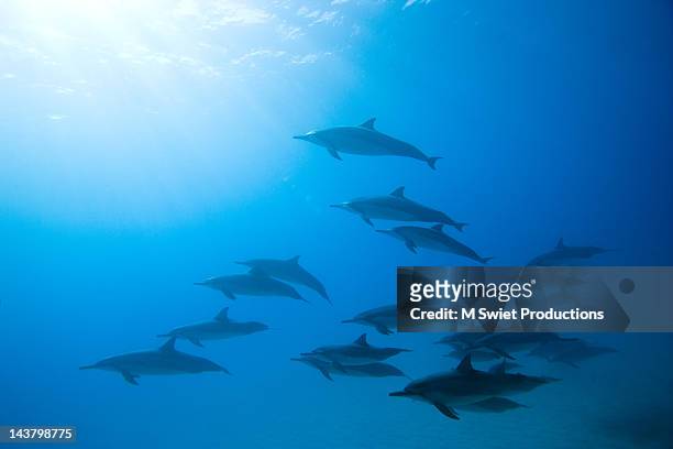 dolphins - maui dolphin stock pictures, royalty-free photos & images