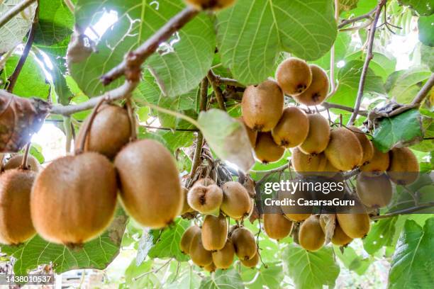 racimo de kiwi maduro que crece en la rama - kiwi fotografías e imágenes de stock