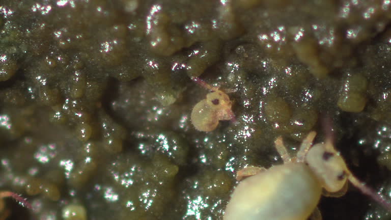 Springtail 4k 89 Springtail Stock Videos, Footage, & 4K Video Clips - Getty Images