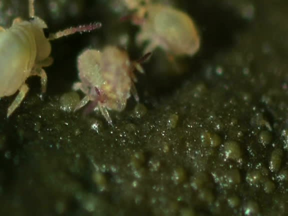 Springtail 4k 89 Springtail Stock Videos, Footage, & 4K Video Clips - Getty Images