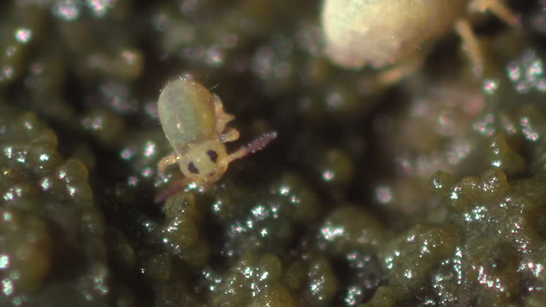 Springtail 4k 90 Springtail Stock Videos, Footage, & 4K Video Clips - Getty Images