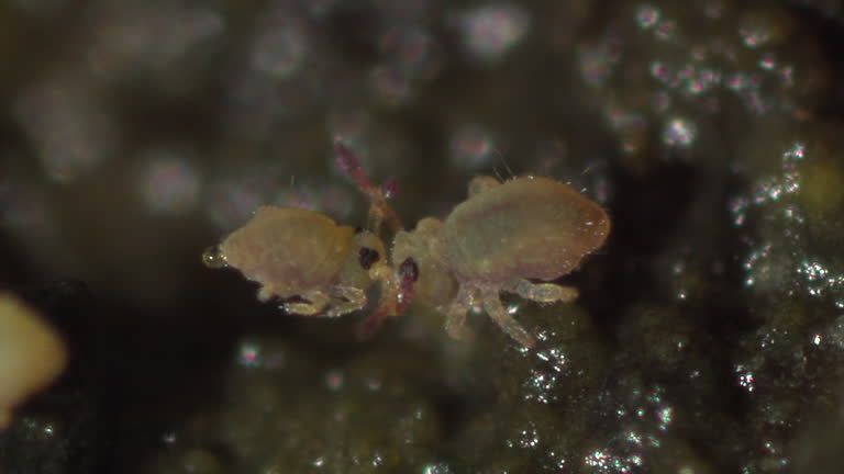 Springtail 4k 89 Springtail Stock Videos, Footage, & 4K Video Clips - Getty Images