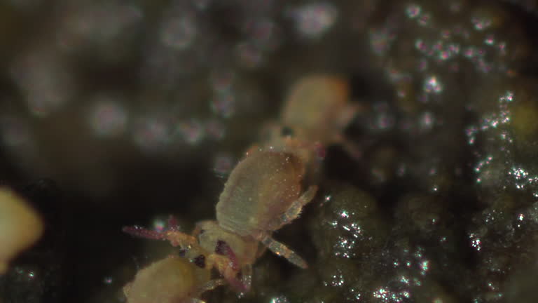 Springtail 4k 89 Springtail Stock Videos, Footage, & 4K Video Clips - Getty Images