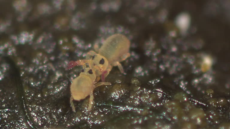 Springtail 4k 89 Springtail Stock Videos, Footage, & 4K Video Clips - Getty Images